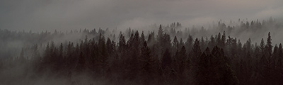 decorative image of forest link to gallery